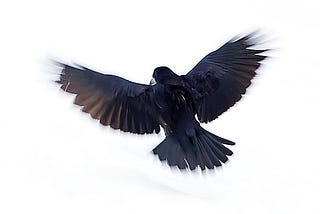 Black Raven