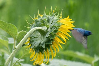 A blurry bird flies away from the sunflower