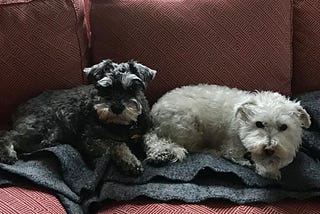 A miniature schnauzer and a white terrier lying side by side on a red sofa.