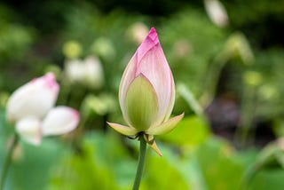 There is pain when buds burst