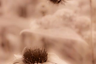 He Waits for You to Blossom