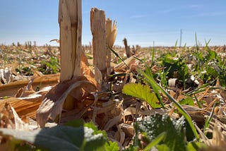 A cover crop emerges in a field of corn stubble.