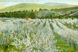 Catherine Gasich, Orchardist