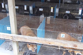 Every Fox Freed From Illinois Fur Farm