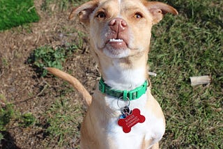 Rename Branch after Pushing to Remote