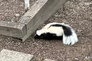 A skunk is searching for food in a backyard.