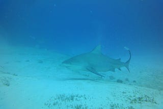 Bull Shark diving in Playa del Carmen, Mexico