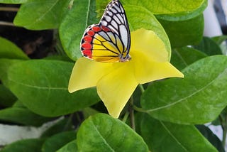 Fleeting Light Butterfly Wings and Dried Tears
