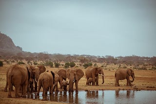 Investing in Nature: UNDP Kenya’s Commitment to Wildlife Conservation and Ecosystem Restoration.