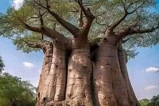 Rise of Africa