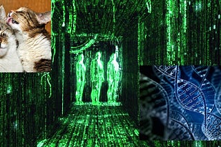 Debunking The Atlantic’s article about Cats, Artificial Intelligence and DNA — and why the result…