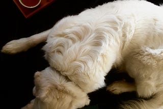 5 ways your animals can help your creativity