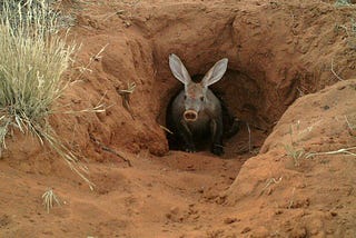 The Solitude of the Aardvark