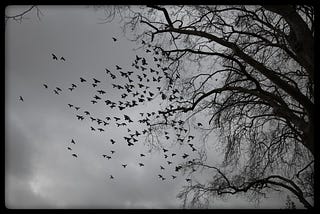 grayscale: cloudy day, blackbirds in flight off leafless tree.