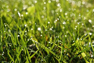 A field of sweetgrass covered in dew that is illuminated by morning light.