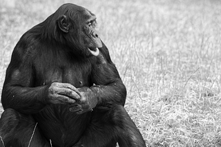 The Story Of Kanzi The Bonobo: The Smartest Ape In The World