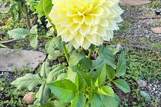 Whispers of a Dahlia
