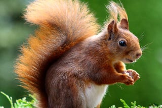 Is there a squirrel in your company?