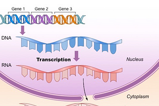 The Power of Peptides: The Precision Molecules of Life