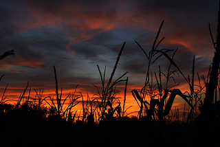 Please Enjoy the Rebranded Harvest Festival as We Pivot From Our Island’s Long History of Human…