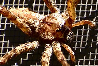 The Huntsman giant Crab Spider from Australia now lives in Florida and several other states.