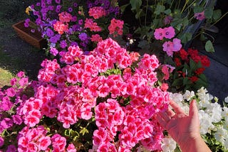 The Plants Thrived When I Lost My Motivation