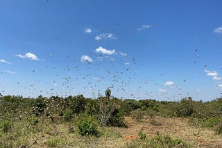 Key lessons from our pilot testing the effectiveness of drones for controlling locust swarms in…