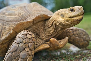 Giant Tortoises Are Not the Gentle Giants You Think.