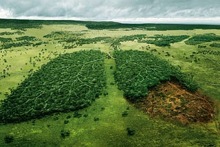 Why our rainforests are dying