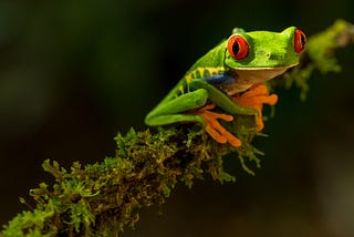 Let’s build a React app in TDD