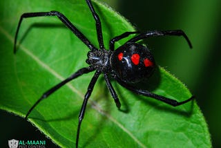 spider treatment services in melbourne