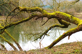 Photo of a Lake shore