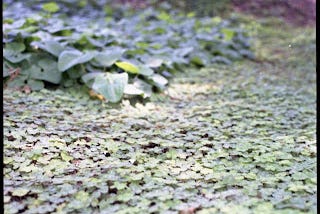 purple, blue and green creeper plants growing