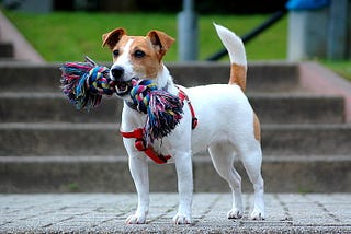 Lifespan of Jack Russell. How Long do Jack Russell live?