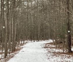 A trail covered with snow