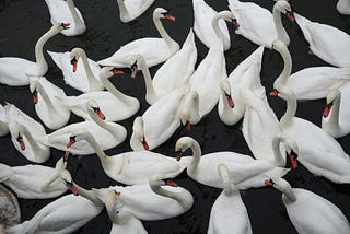 Organisational Culture: A Living Organism in Constant Motion