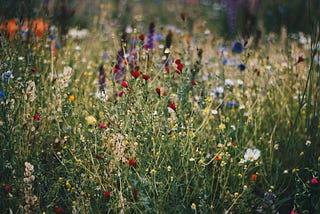 Photo by Kristina Paukshtite: https://www.pexels.com/photo/blue-white-and-red-poppy-flower-field-712876/