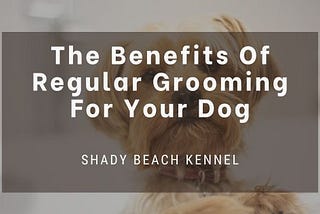 The Benefits Of Regular Grooming For Your Dog