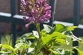 May Flowers