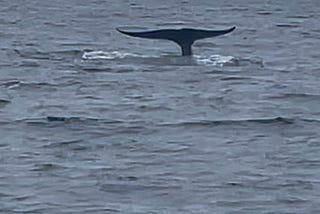 Saved by the whales?