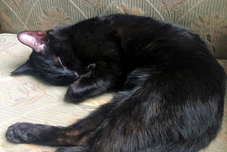 An adorable black cat in a curled up position, sleeping on the couch. This is the author’s image.