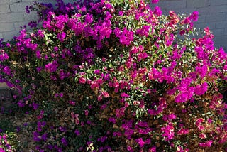 An overgrown and unruly bougainvillea.