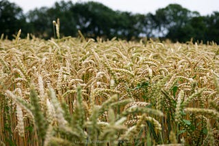 Inconspicuous Weather Phenomenon Likely to Blame for Minnesota’s Droughts