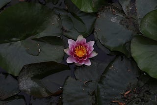 Lotus Flower