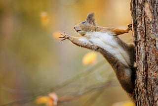 Week of October 16th | SQL Squirrels