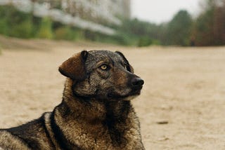 Chernobyl Dogs: A World Born in Ruins