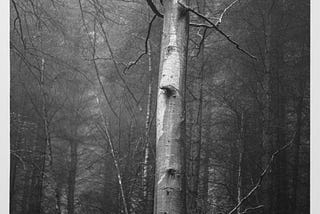 Tall tree in misty woods