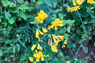 Weeds Are Beautiful