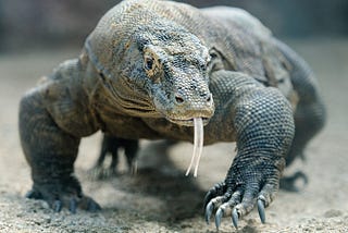 Komodo Dragons to the Rescue: How the Lizard’s Blood can Save Us from Antibiotic Resistance