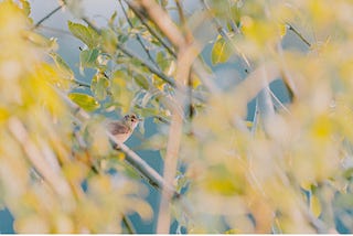 The nightingale who couldn’t escape the weariness, fever, and fret